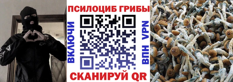 купить наркотик Вытегра Галлюциногенные грибы Cubensis